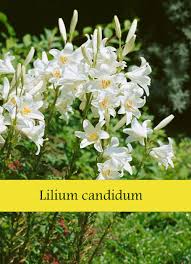 Flowers in the bible list. Song Of Solomon 2 1 2 16 4 5 The Rose Of Sharon The Lily Of The Valleys Bible Students Daily