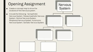 Human nervous system medical vector illustration diagram with parasympathetic and sympathetic nerves and all connected inner organs. Opening Assignment Review Of Ch 9 Part 1 Ppt Video Online Download