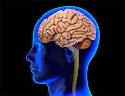 Posted by colette at 9:42 am. Genes Environment Affect Language Related Brain Activity