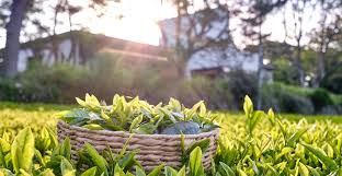 Maybe you would like to learn more about one of these? Ladang Teh Hijau Innisfree Kini Di Airbnb Eh