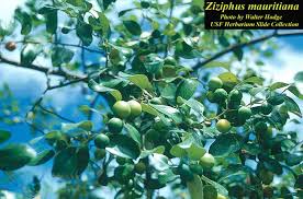 Image result for Ziziphus mauritiana