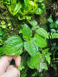 Image result for Calvoa orientalis