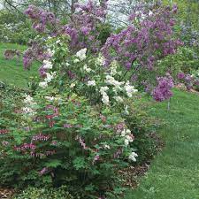 When planting lilac bushes, make sure that the spot you have chosen has good drainage, and at least 6 hours of sun a day. Lilacs Time For A Fresh Look Finegardening