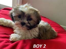 Maybe you would like to learn more about one of these? Maltese Shihtzu Puppies Petsforhomes
