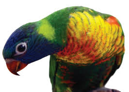 They live in forests throughout the lories and lorikeets feed on nectar, pollen and soft fruits. Lory And Lorikeet Petco