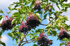 Pecan trees bloom and shed pollen at separate times, making pecan tree pollination different from fruit trees. Growing Elderberries How To Grow Elderberry Plants