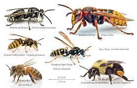 Dec 01, 2019 · for ground bees, you may simply pack the hive entrance with dirt. Bees In A Wall Nashville Area Beekeepers Association