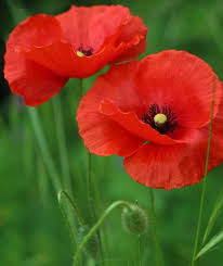 Pin By Sue Mcd On Fleurs In 2020 Poppy Flower Painting Amazing Flowers Flower Painting