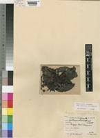 Image result for Psydrax parviflora