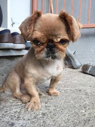 why so angry dogpictures dogs aww cuteanimals dogsoftwitter dog cute angry dog angry puppy puppy dog images