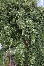 Check spelling or type a new query. Buy Common White Jasmine Jasminum Officinale 24 99 Delivery By Crocus