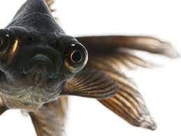Find more information of the goldfish queen's farm, please check the blog site: Black Moor Goldfish Goldfish With A Attitude