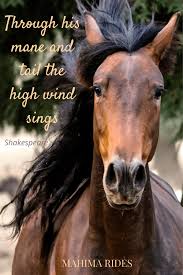 Check spelling or type a new query. Inspirational Horse Quotes To Spark Joy Mahima Rides