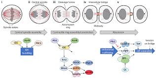 Explore what is mitosis, where it occurs, its stages/phases with diagrms and mitosis by different organisms to do this, the protein that holds the chromosomes together is broken; Frontiers Who Needs A Contractile Actomyosin Ring The Plethora Of Alternative Ways To Divide A Protozoan Parasite Cellular And Infection Microbiology