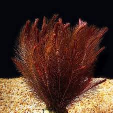 Image result for Rotala mexicana