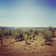 Olive Trees Provence Instagram Travel