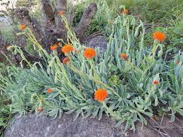 Image result for Kleinia sp.no.1