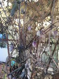 My housplant's leaves are turning yellow and brown. 44 Clematis Leaves Turning Brown And Crispy