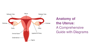 Image result for uterus