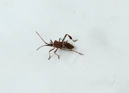 The Conifer Seed Bug Identify Prevent And Remove Plant For Success
