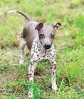 American Hairless Terriers for Sale | Dogs on Oodle ...
