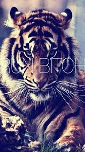 Angry Tiger Wallpaper Animals Angry Tiger Animal Memes