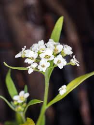 Image result for Humularia