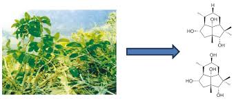 Image result for Senecio hadiensis