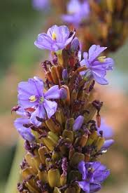 Image result for Aristea