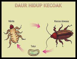 Gambar sebenar buaya bujang senang. Daur Hidup Kecoa Siklus Fase Urutan Cara Berkembang Gambar