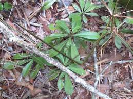 Image result for Manilkara sansibarensis