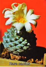 They grow in dry places where other plants have trouble living. All About Toumeya Papiracantha And Strombocactus Disciformis