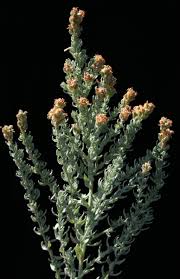 Image result for Cressa cretica