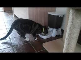 But it is one feature that i found strangely absent. Best 15 Automatic Cat Feeders Comparison Reviews 2018