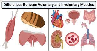 16 Differences Between Voluntary And Involuntary Muscles Muscle Definition Muscle Peripheral Nervous System