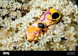 Ox Heart Ascidian, also known as Gold-mouth Sea Squirt or Ink-spot Sea  Squirt, Polycarpa aurata, surrounded by grey soft corals underwater Stock  Photo - Alamy