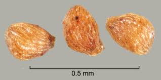 Image result for Striga hallaei