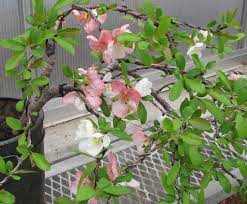 Toyo nishiki improved waking up. Chaenomeles Speciosa Toyo Nishiki Quince Colorado Rocky Mountain Bonsai Suiseki
