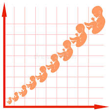 Chart Child Growth Stock Illustrations 612 Chart Child