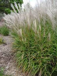 Image result for Miscanthus violaceus
