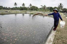 Menternak ikan talapia di dalam kolam mungkin kaedah yang paling mudah dan jimat kerana kita boleh biarkan ikan memakan makanan semulajadi yang ada di dalam kolam tersebut. Budidaya Ikan Air Tawar Masih Terbuka Lebar Ekonomi Bisnis Com