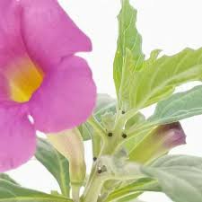 Image result for Pterodiscus elliottii