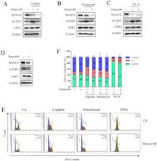 Accumulated Cytotoxicity Of Cdk Inhibitor Dinaciclib With