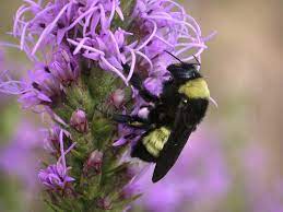Maybe you would like to learn more about one of these? Class Native Bees Of Texas Lady Bird Johnson Wildflower Center