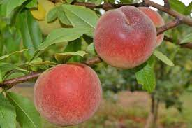 'the princess peach is asking me if she wants to stay here? Salish Summer Peach Cloud Mountain Farm Center Nursery
