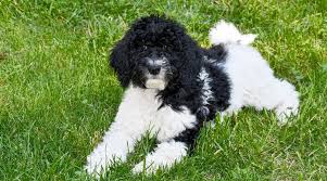 Последние твиты от doodle poodle commissions closed (@doodlepoodle_x). Poodle Mixes 61 Different Types Of Doodle Cross Breeds