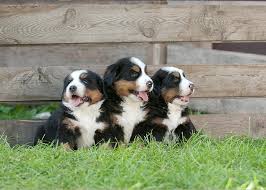Puppyfinder.com is your source for finding an ideal bernese mountain dog puppy for sale in usa. Three Bernese Mountain Dog Puppies Portrait Greeting Card For Sale By Waldek Dabrowski