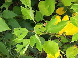 Image result for Broussonetia