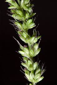 Image result for Setaria verticillata