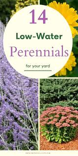 Maybe you would like to learn more about one of these? 14 Las Plantas Perennes De Bajamar Para Su Patio Y Jardin Drought Tolerant Garden Drought Tolerant Perennials Best Perennials